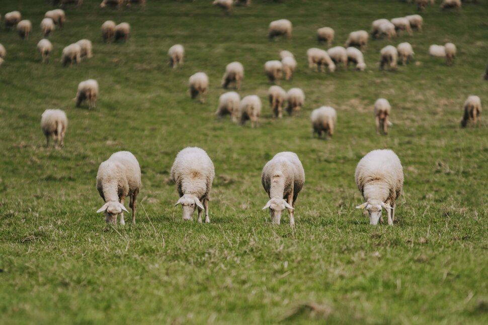 Ovce plemena Lacaune na našej farme na Turčeku.